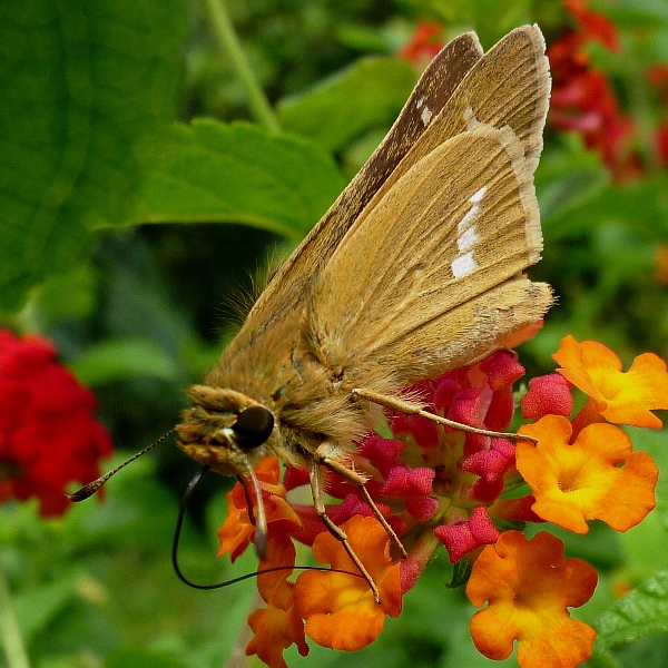 f:id:noraneko222:20120721191956j:image