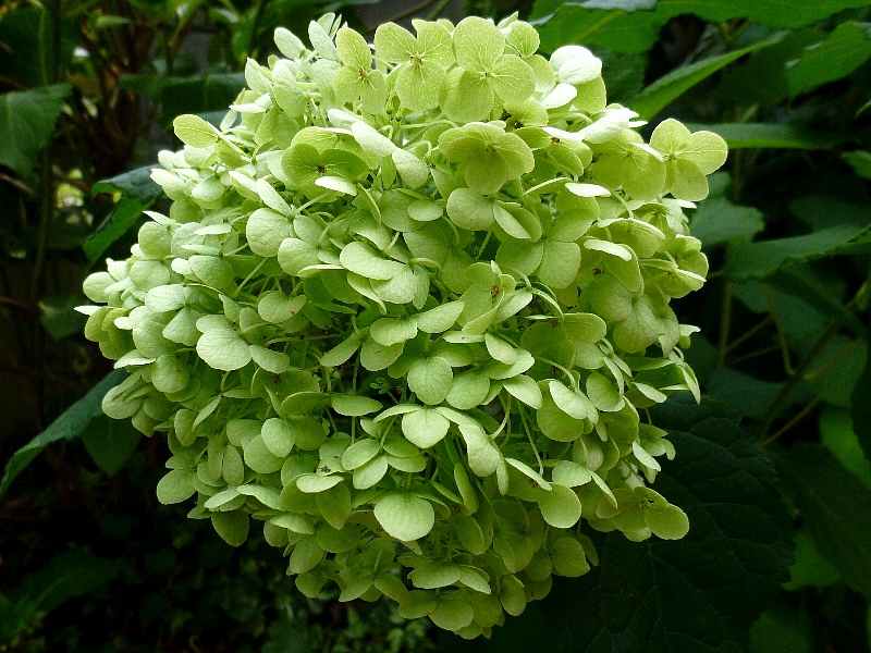 f:id:noraneko222:20120729183443j:image