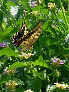 f:id:noraneko222:20120731192152j:image:left