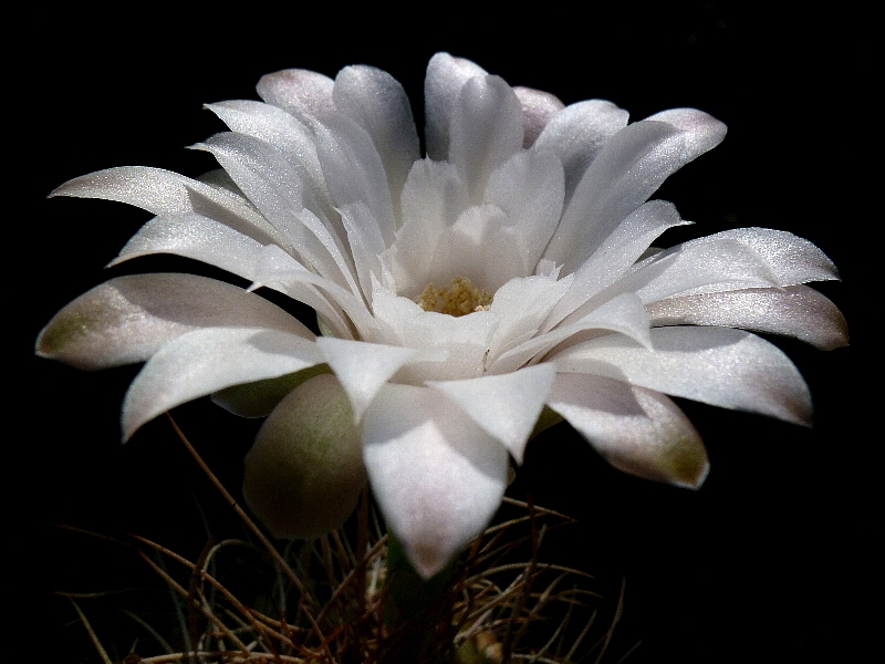 f:id:noraneko222:20120731200855j:image