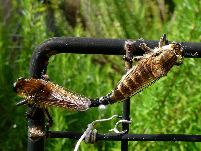 f:id:noraneko222:20120731200929j:image f:id:noraneko222:20120731200929j:image