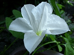 f:id:noraneko222:20120802221321j:image f:id:noraneko222:20120802221321j:image