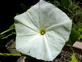 f:id:noraneko222:20120802221323j:image f:id:noraneko222:20120802221323j:image