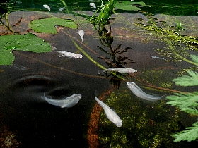 f:id:noraneko222:20120815194049j:image