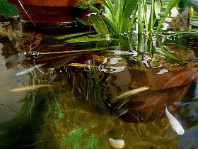 f:id:noraneko222:20120815194157j:image
