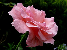 f:id:noraneko222:20120816194945j:image:left