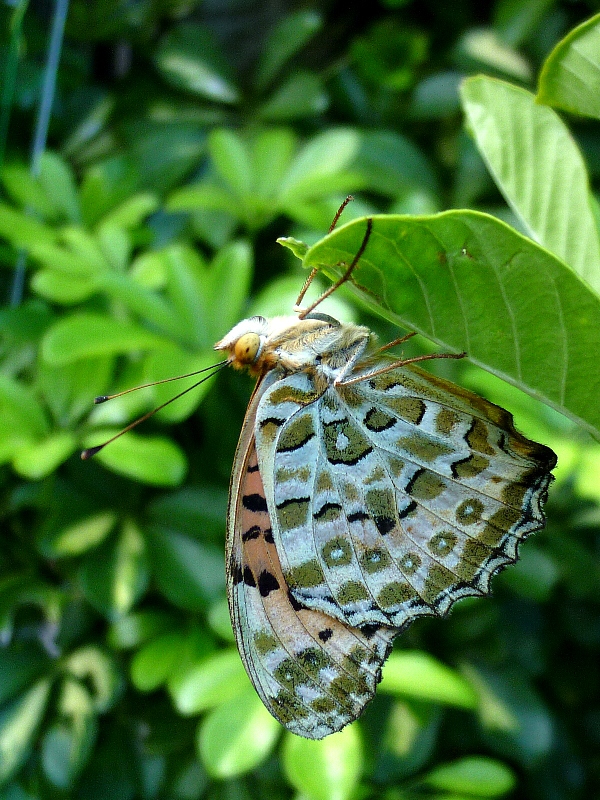 f:id:noraneko222:20120817184738j:image f:id:noraneko222:20120817184738j:image