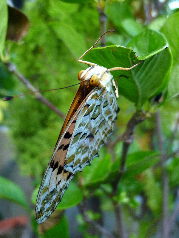 f:id:noraneko222:20120817184739j:image f:id:noraneko222:20120817184739j:image