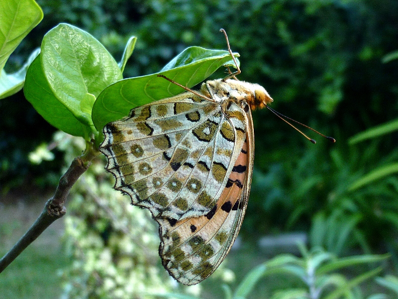 f:id:noraneko222:20120817184740j:image f:id:noraneko222:20120817184740j:image