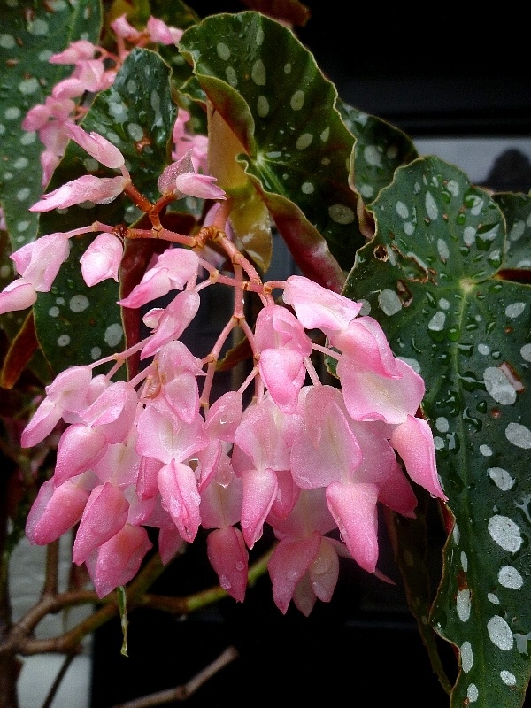 f:id:noraneko222:20120819182257j:image f:id:noraneko222:20120819182257j:image