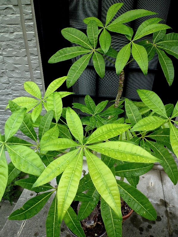 f:id:noraneko222:20120820183953j:image f:id:noraneko222:20120820183953j:image