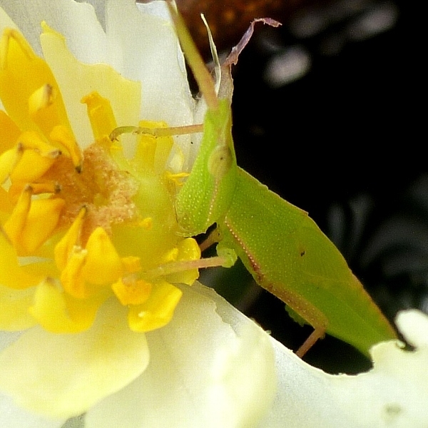 f:id:noraneko222:20120822185126j:image