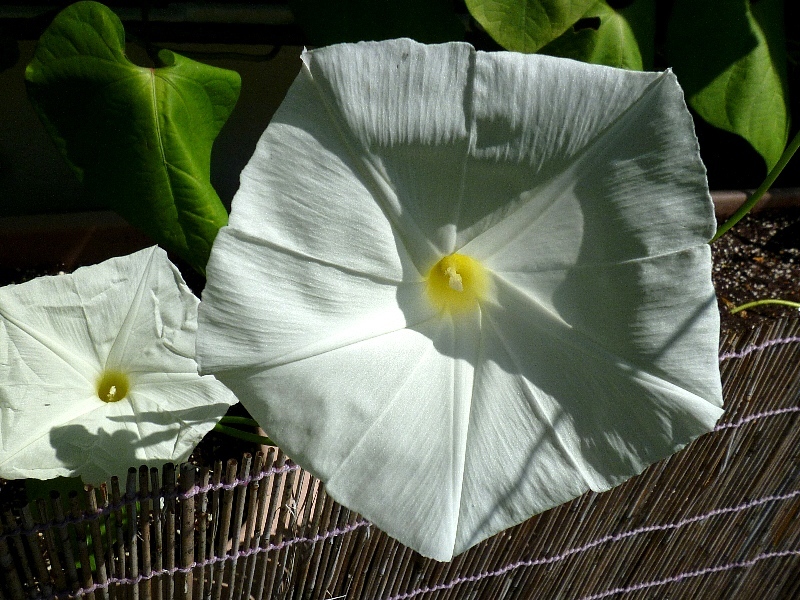 f:id:noraneko222:20120825212206j:image