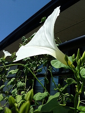 f:id:noraneko222:20120825212207j:image