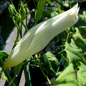 f:id:noraneko222:20120825212208j:image