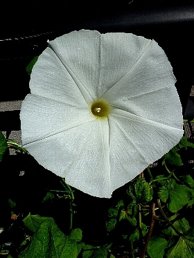 f:id:noraneko222:20120825212209j:image