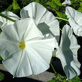 f:id:noraneko222:20120825212210j:image