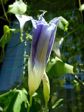 f:id:noraneko222:20120826194921j:image f:id:noraneko222:20120826194921j:image