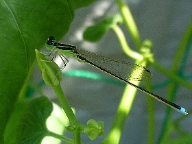 f:id:noraneko222:20120826195045j:image f:id:noraneko222:20120826195045j:image