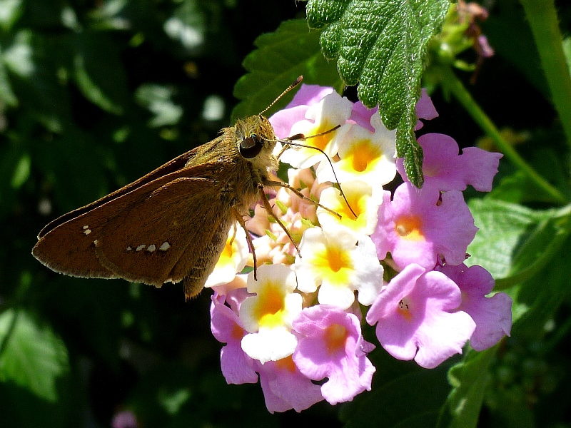 f:id:noraneko222:20120828165451j:image