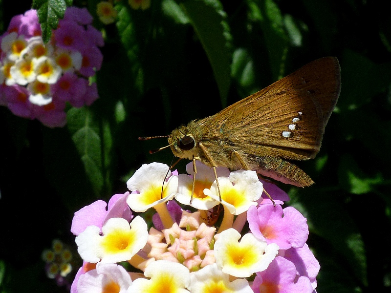 f:id:noraneko222:20120828165452j:image