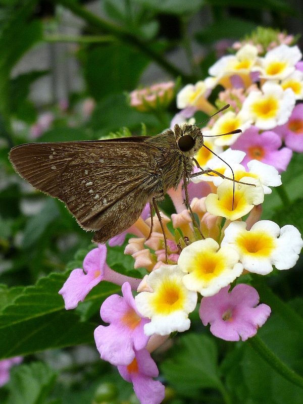 f:id:noraneko222:20120829184106j:image