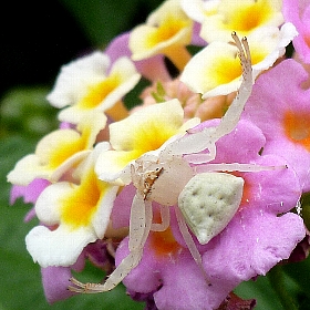 f:id:noraneko222:20120829184203j:image:left