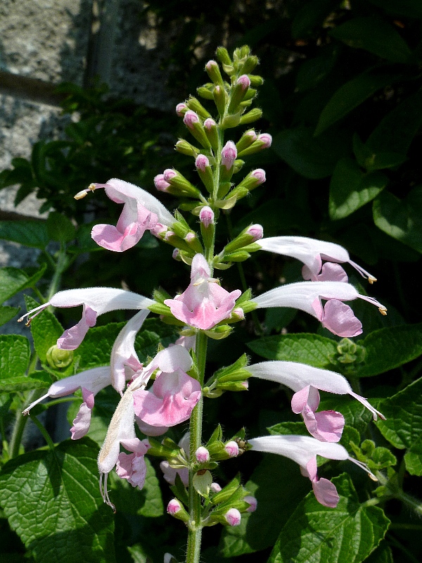 f:id:noraneko222:20120830225927j:image f:id:noraneko222:20120830225927j:image