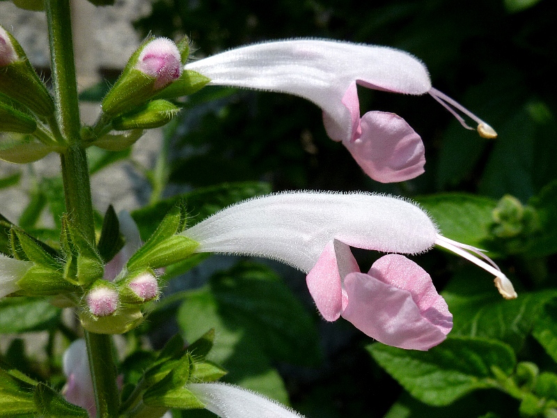 f:id:noraneko222:20120830225928j:image f:id:noraneko222:20120830225928j:image