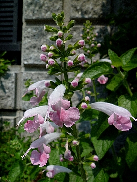 f:id:noraneko222:20120830225929j:image