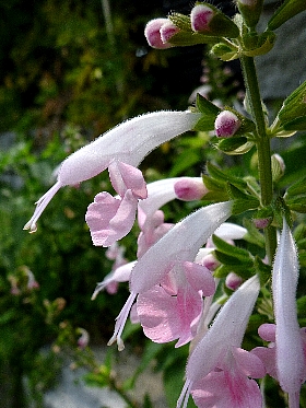 f:id:noraneko222:20120830225930j:image f:id:noraneko222:20120830225930j:image