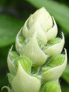 f:id:noraneko222:20120830225931j:image f:id:noraneko222:20120830225931j:image