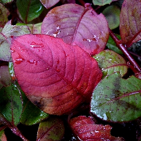 f:id:noraneko222:20120924182500j:image f:id:noraneko222:20120924182500j:image