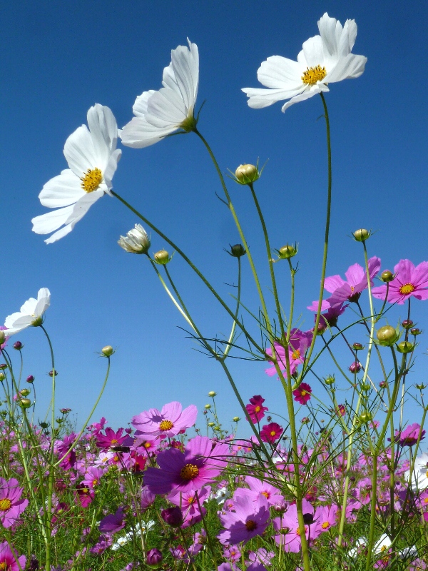 f:id:noraneko222:20121014181036j:image f:id:noraneko222:20121014181036j:image