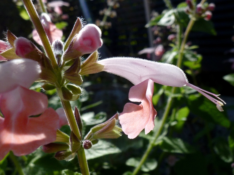 甘い香り ベニバナサルビア コクシネア コーラルニンフ 花苗 ハーブ