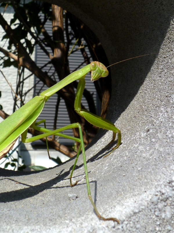 f:id:noraneko222:20121028183347j:image f:id:noraneko222:20121028183347j:image