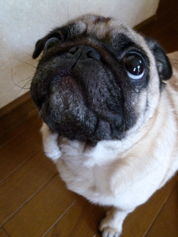 f:id:noraneko222:20121029185201j:image