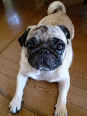f:id:noraneko222:20121029185202j:image