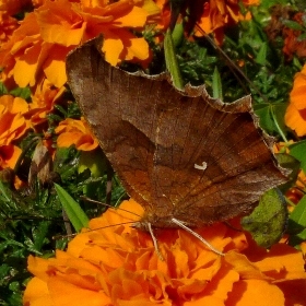 f:id:noraneko222:20121106195220j:image f:id:noraneko222:20121106195220j:image