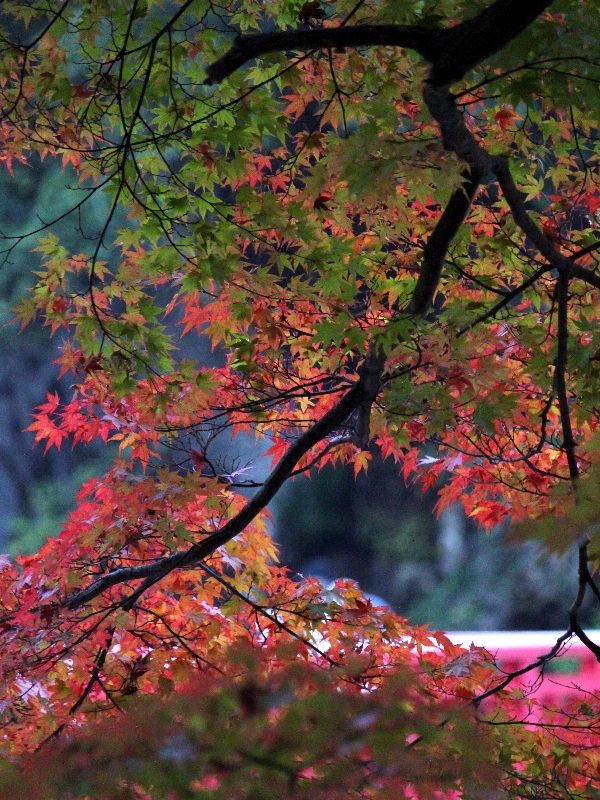 f:id:noraneko222:20121117184643j:image