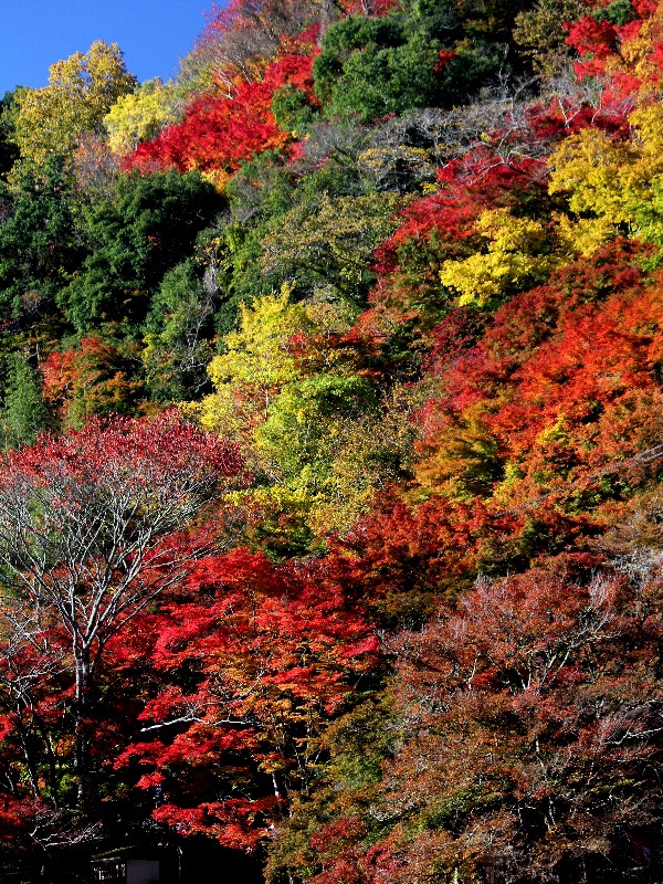f:id:noraneko222:20121117184644j:image