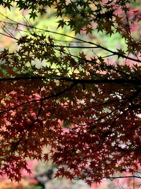f:id:noraneko222:20121117184645j:image