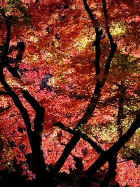 f:id:noraneko222:20121117184646j:image