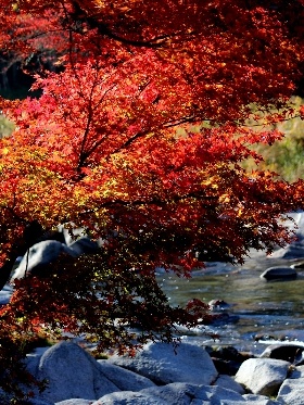 f:id:noraneko222:20121117184648j:image