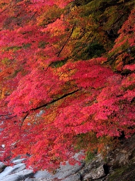 f:id:noraneko222:20121117184649j:image