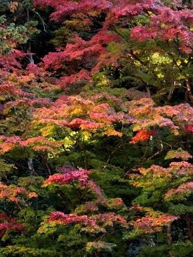 f:id:noraneko222:20121117184650j:image
