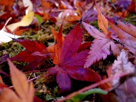 f:id:noraneko222:20121117184654j:image