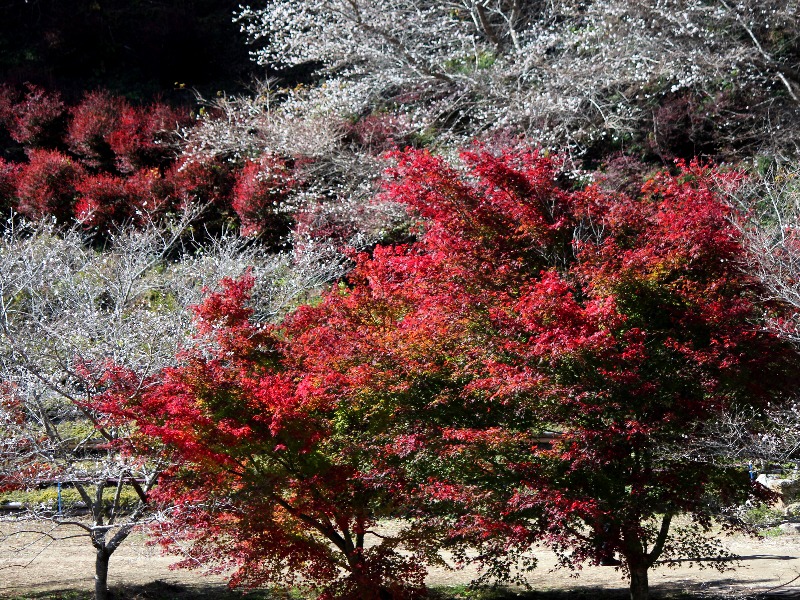f:id:noraneko222:20121118193340j:image f:id:noraneko222:20121118193340j:image