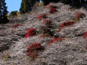 f:id:noraneko222:20121118193341j:image f:id:noraneko222:20121118193341j:image