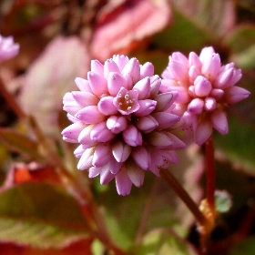 f:id:noraneko222:20121130182834j:image